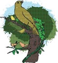 পাখিদের সভা