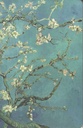 Almond Blossoms  : SEVENDAYS NOTEBOOK