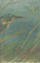 SEVENDAYS NOTES : The Kingfisher