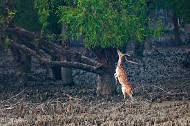[9780985656911-1] Exploring Sundarbans