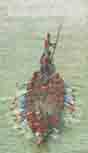 [9789849016090-1] Bangladesh (Nymphea Publication)